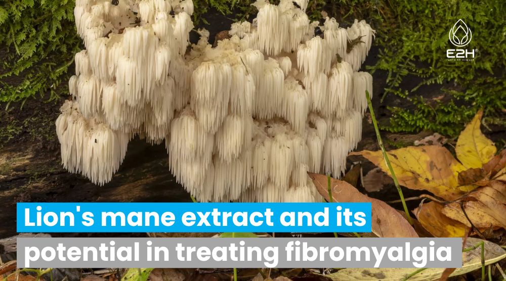 Lion's Mane Extract And Its Potential In Treating Fibromyalgia 1 Lion’s Mane Extract And Its Potential In Treating Fibromyalgia