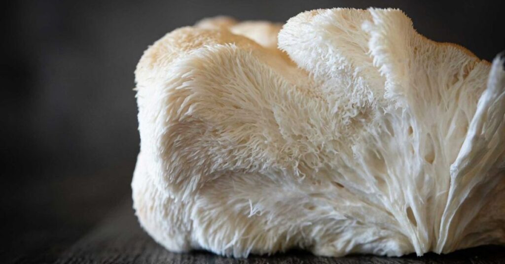 Does Lion's Mane Mushroom Cause Kidney Stones: No! 1 Does Lion's Mane Mushroom Cause Kidney Stones
