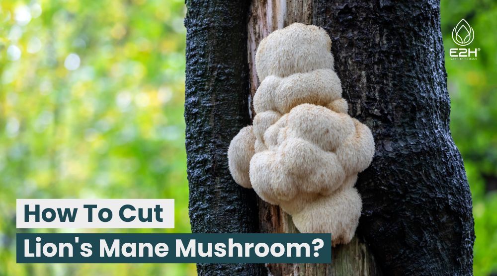 How To Cut Lion’s Mane Mushroom?