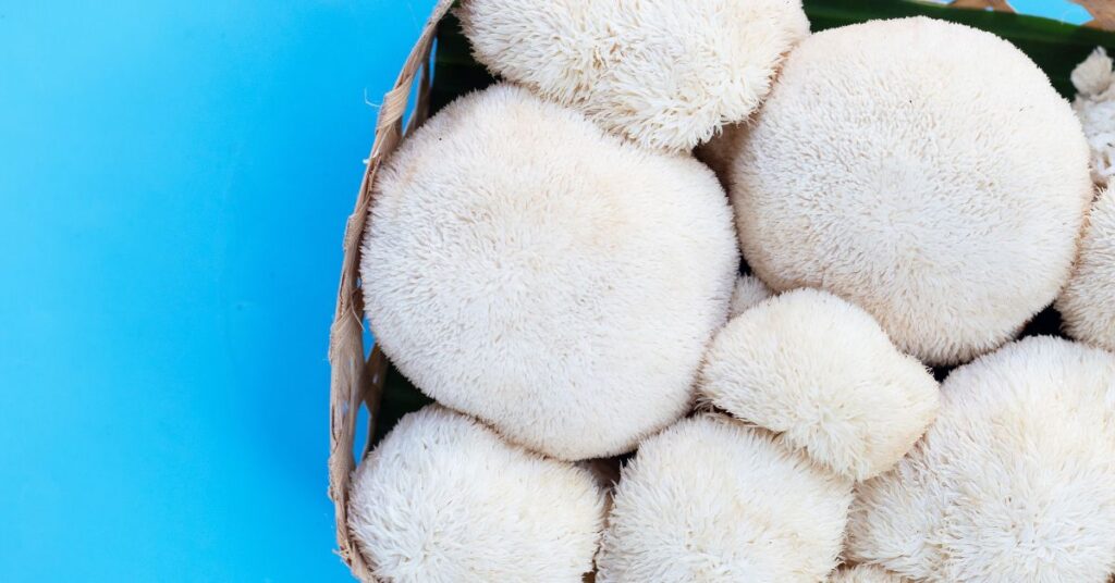 Where To Buy Lion's Mane Mushrooms