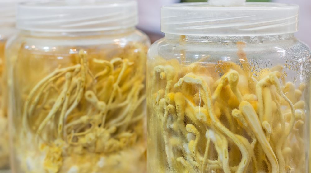 Are Cordyceps Psychoactive