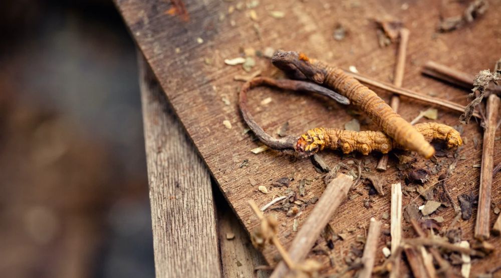 A Beginner's Friendly Journey: How to Grow Cordyceps? 3 How to Grow Cordyceps