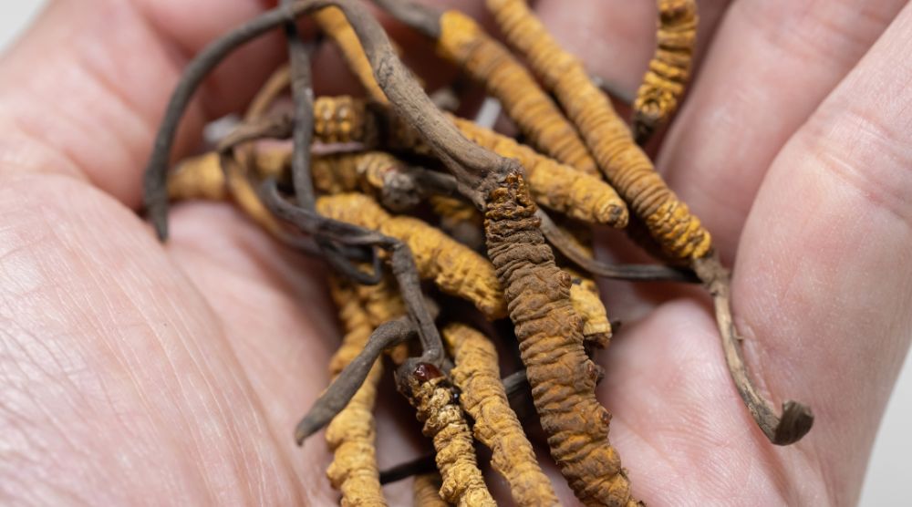 Do Cordyceps Increase Testosterone: Unlock the Secrets! 3 Do Cordyceps Increase Testosterone