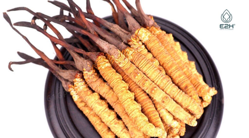 A Beginner's Friendly Journey: How to Grow Cordyceps? 2 How to Grow Cordyceps