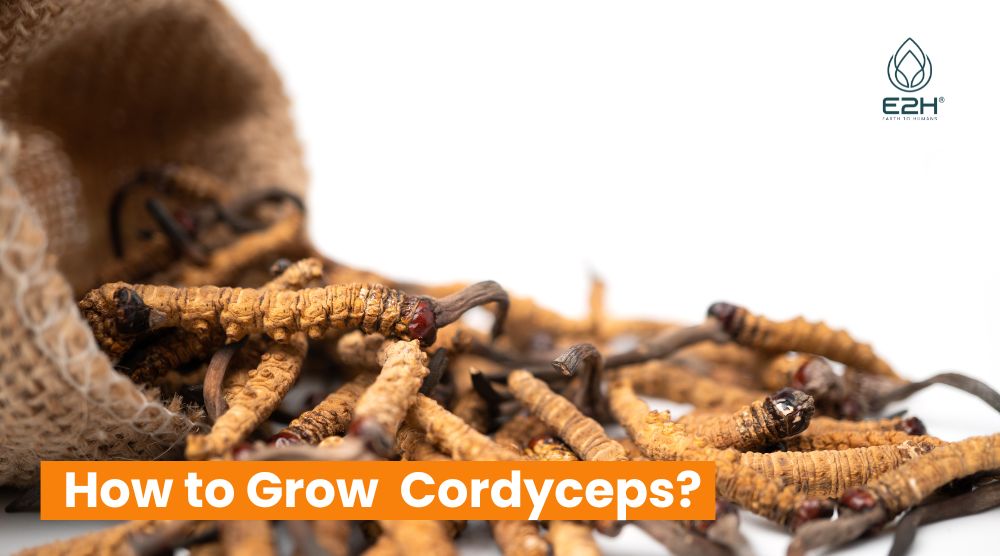 A Beginner’s Friendly Journey: How to Grow Cordyceps?
