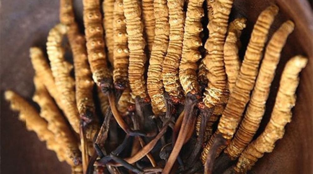 What To Avoid When Taking Cordyceps: Deadly Mistakes You MUST Avoid At All Costs! 1 What To Avoid When Taking Cordyceps 1