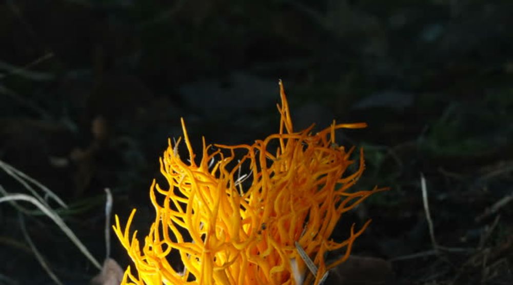 Discover The Shocking Location: Where Do Cordyceps Grow! 3 Where Do Cordyceps Grow
