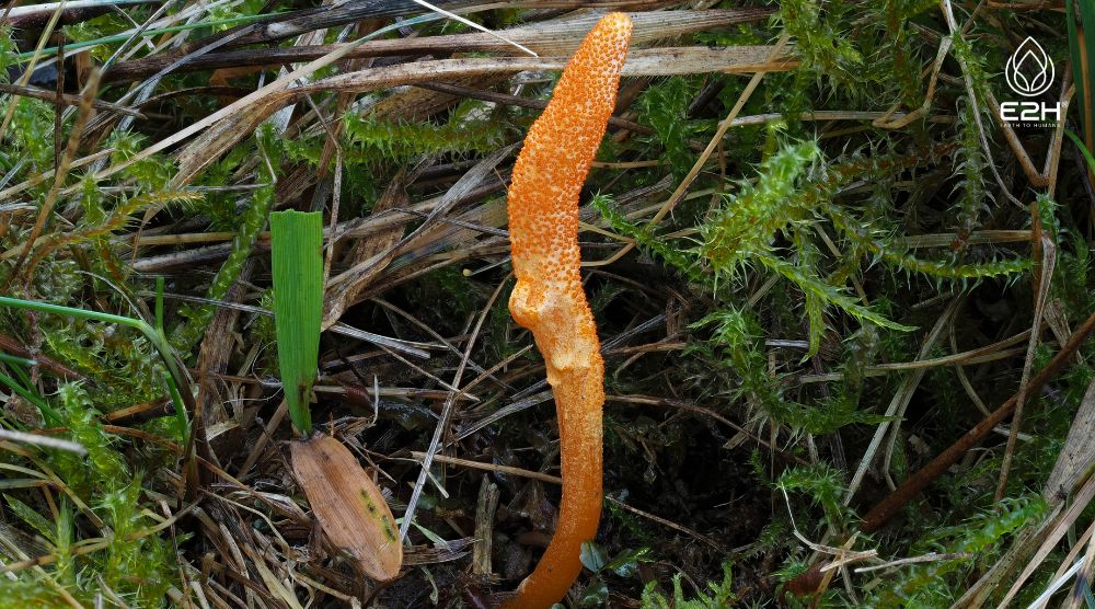 Discover The Shocking Location: Where Do Cordyceps Grow! 1 Where Do Cordyceps Grow
