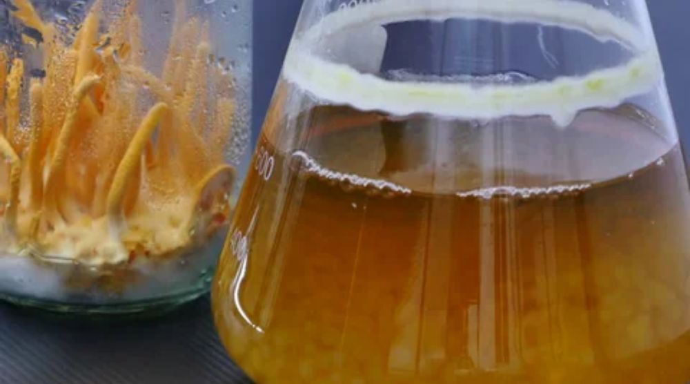 Where To Buy Cordyceps