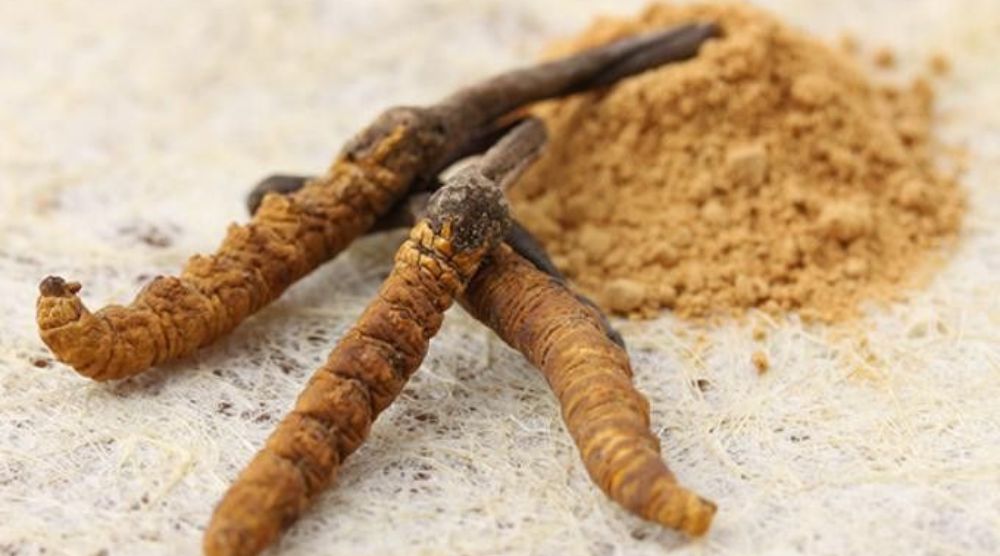 Are There Different Types of Cordyceps Extract? 1 Are There Different Types of Cordyceps Extract
