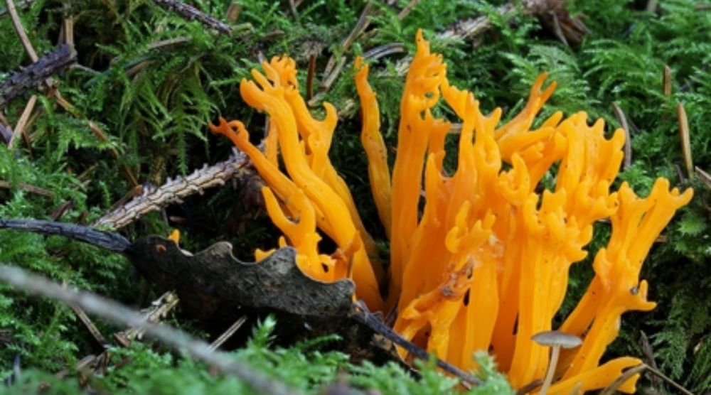 Are There Different Types of Cordyceps Extract? 3 Are There Different Types of Cordyceps Extract