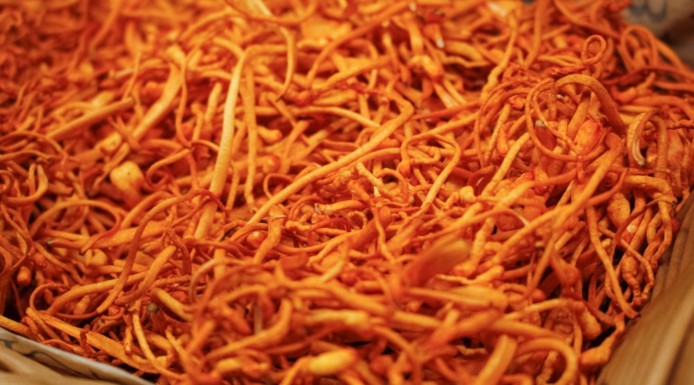 Can Cordyceps Be Bad For You? 3 Can Cordyceps Be Bad For You