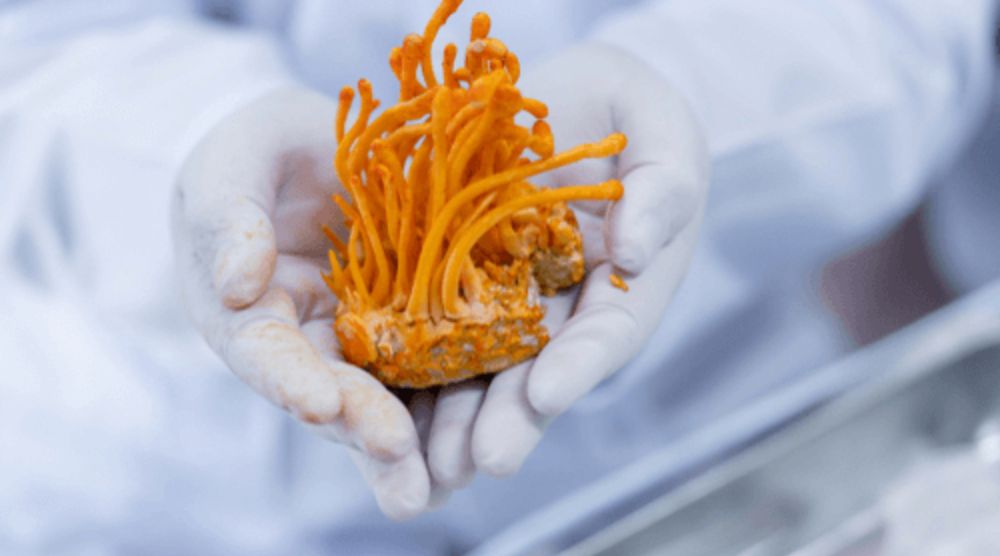 Can Cordyceps Extract Help With Stress and Anxiety? 2 Can Cordyceps Extract Help With Stress and Anxiety