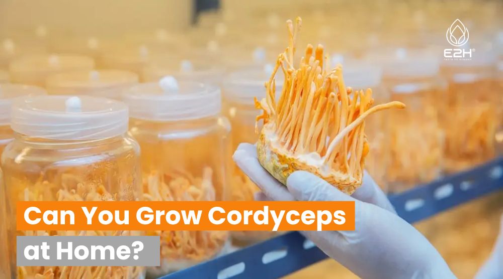 Can You Grow Cordyceps at Home? Best Ways!