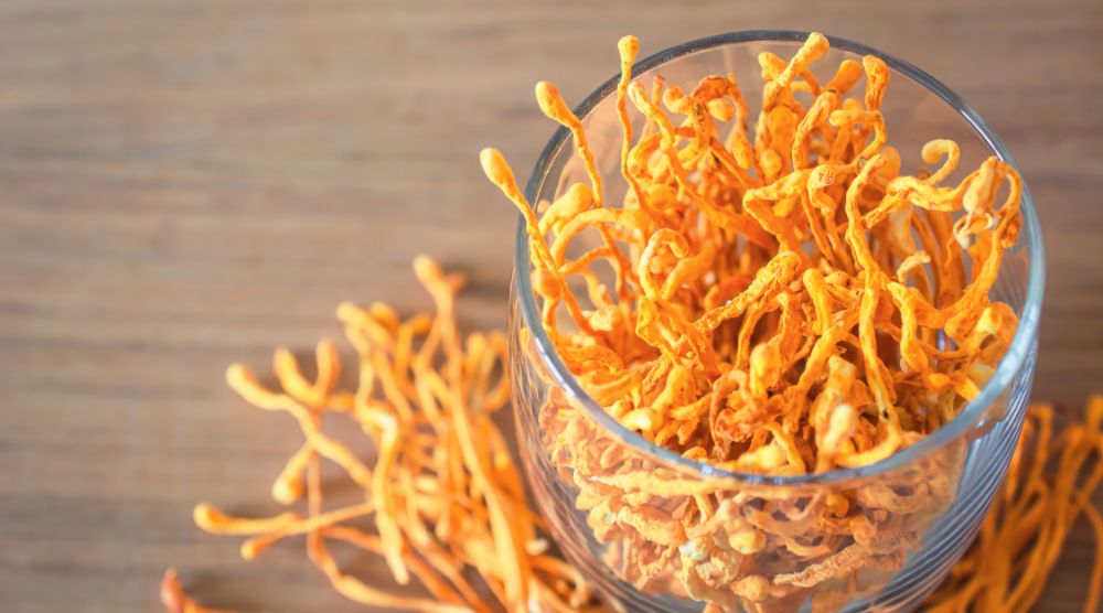 Are There Any Contraindications For Cordyceps Extract? 1 Contraindications For Cordyceps