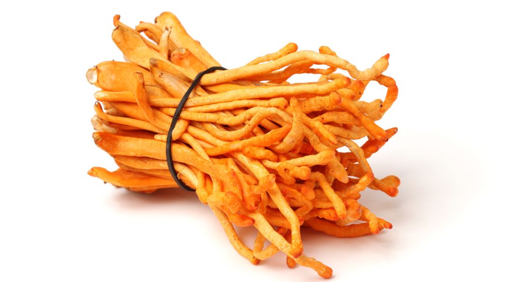 Are There Any Contraindications For Cordyceps Extract? 2 Contraindications For Cordyceps