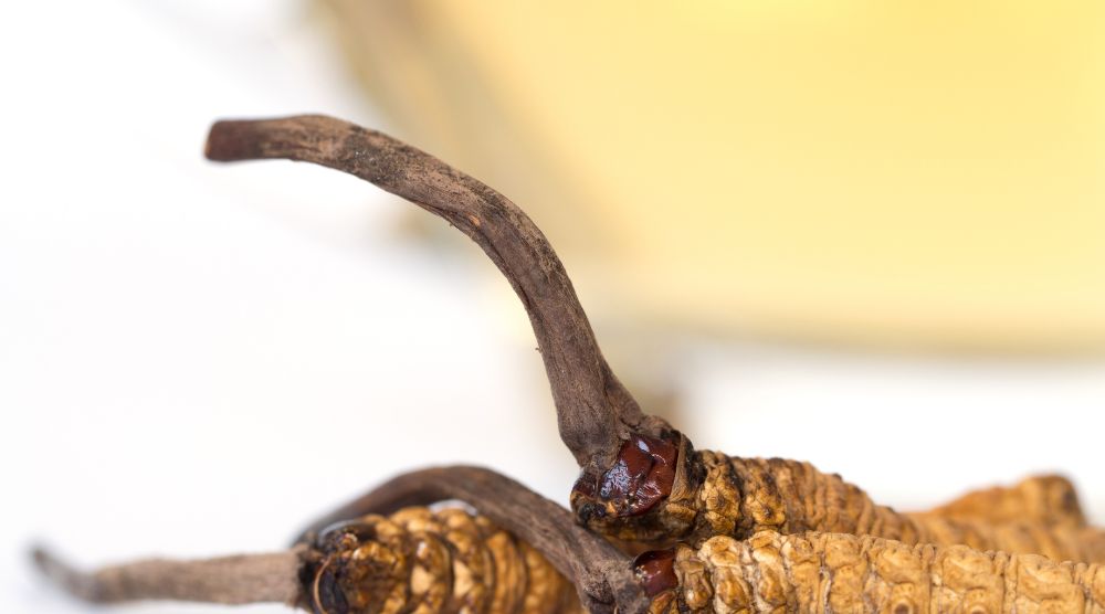 Are There Any Contraindications For Cordyceps Extract? 3 Contraindications For Cordyceps