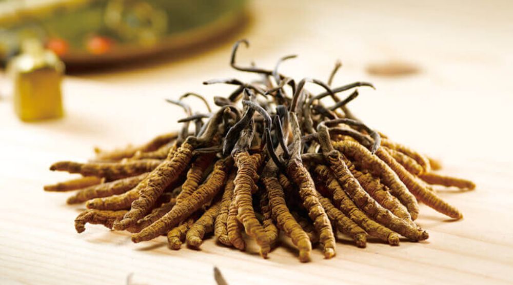 Cordyceps Can Help You Live Longer? 1 Cordyceps Can Help You Live Longer