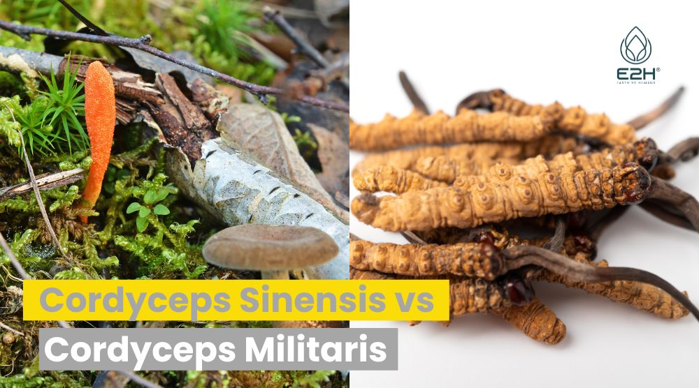 Cordyceps Sinensis vs Cordyceps Militaris: Check It Out Now!