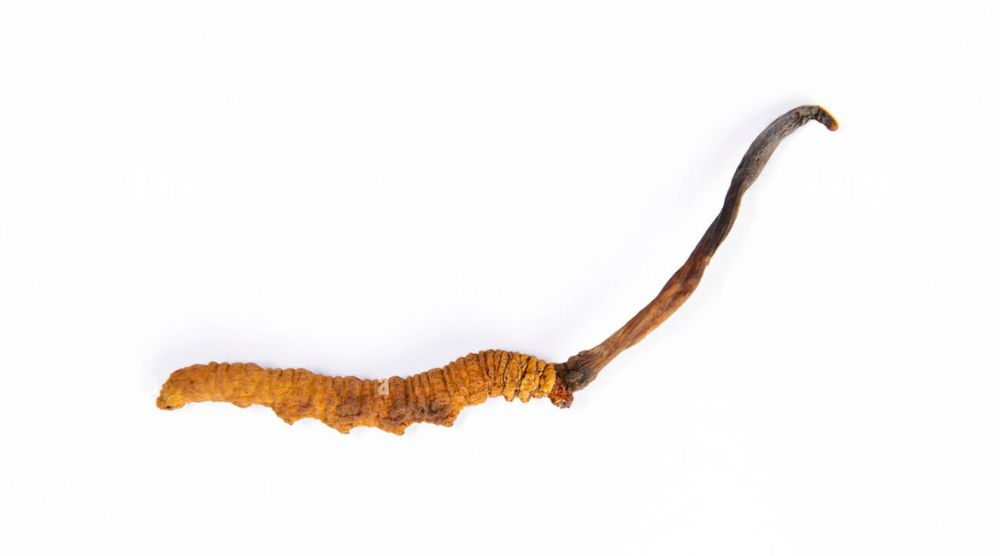 Cordyceps Sinensis vs Cordyceps Militaris