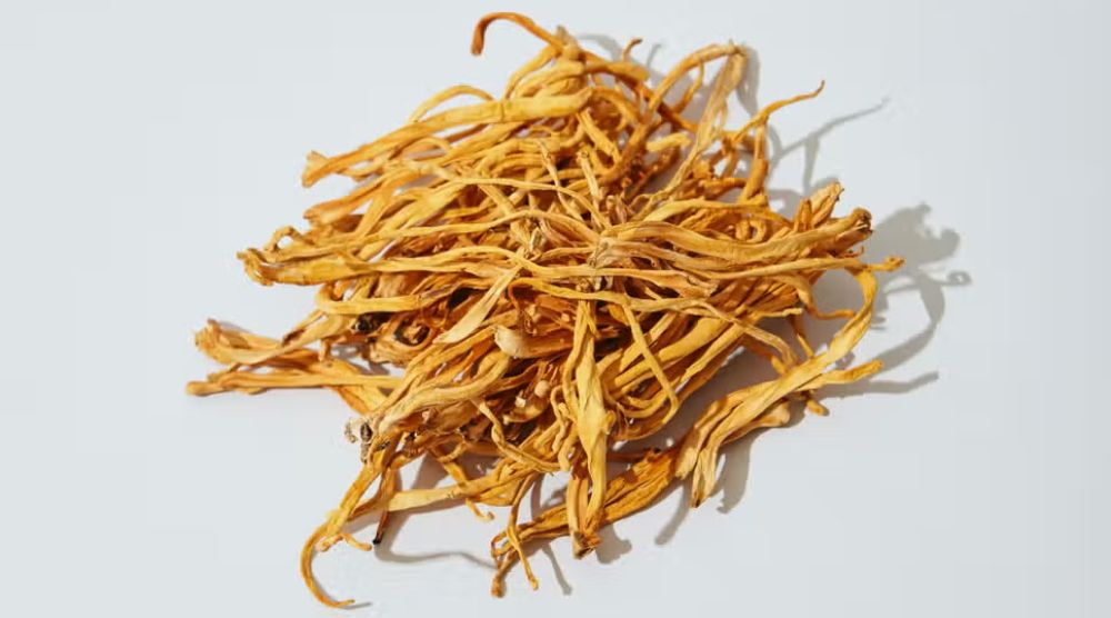 Cordyceps Sinensis vs Cordyceps Militaris