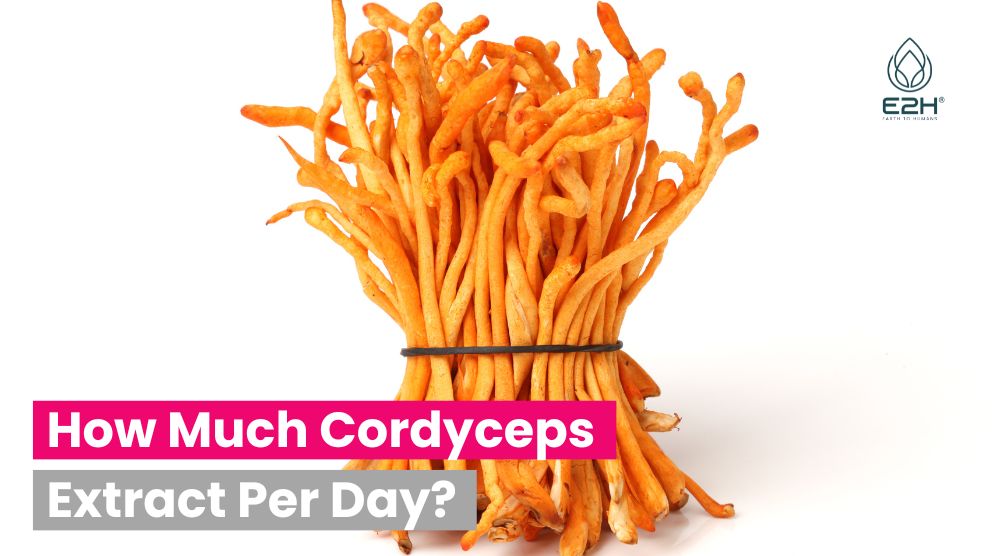 How Much Cordyceps Extract Per Day