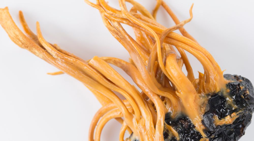 How Much Cordyceps Extract Per Day