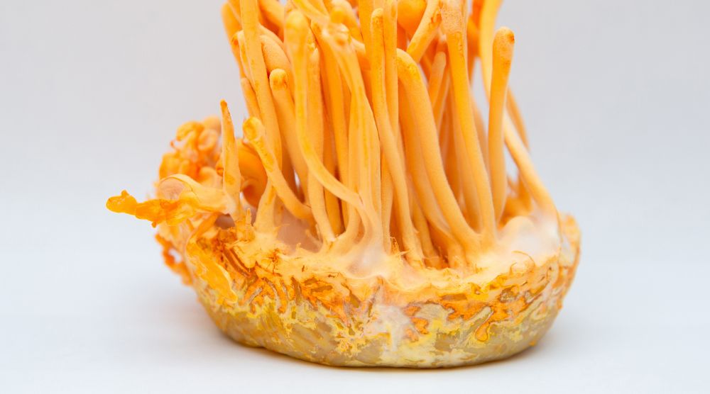 How To Make Cordyceps Extract? 1 How To Make Cordyceps Extract