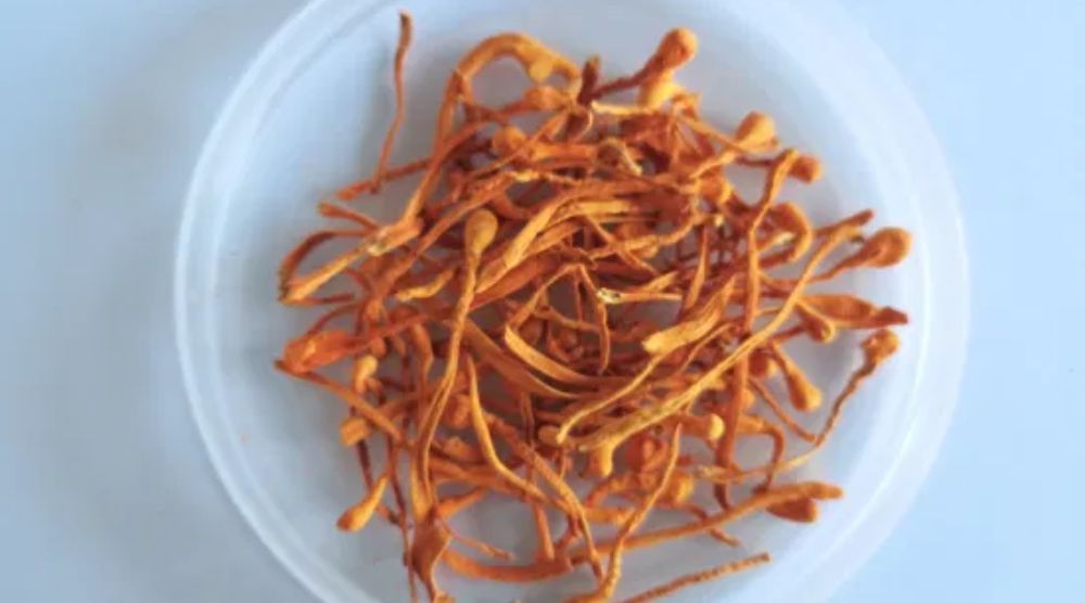 Is Cordyceps Extract a Natural Remedy For Low Libido? 2 Is Cordyceps Extract a Natural Remedy For Low Libido