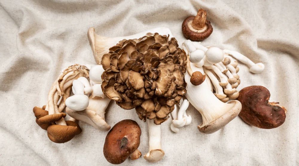 Is cordyceps safe during pregnancy