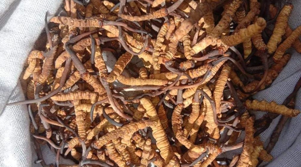 What Are The Nutritional Benefits Of Cordyceps? 3 What Are The Nutritional Benefits Of Cordyceps
