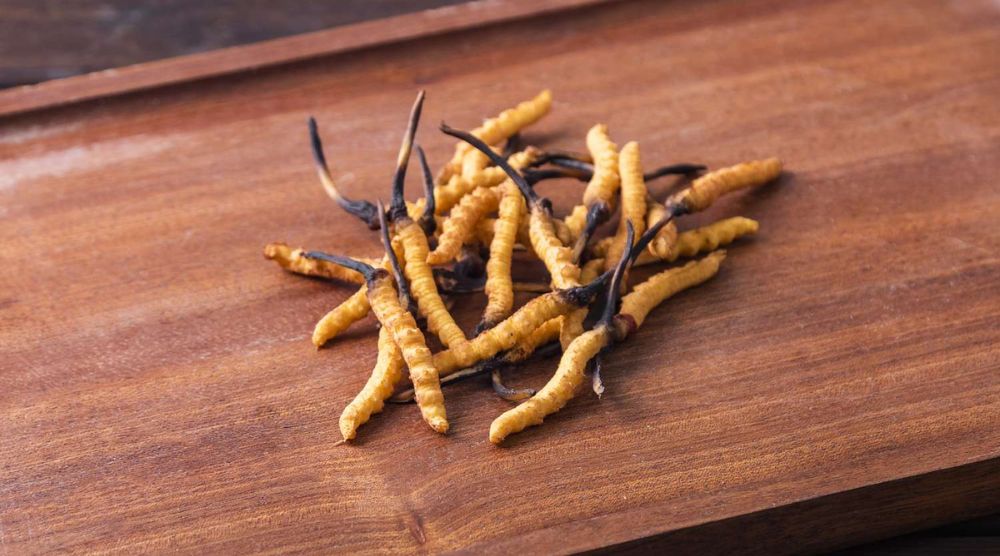 What Is Cordyceps Extract Good For