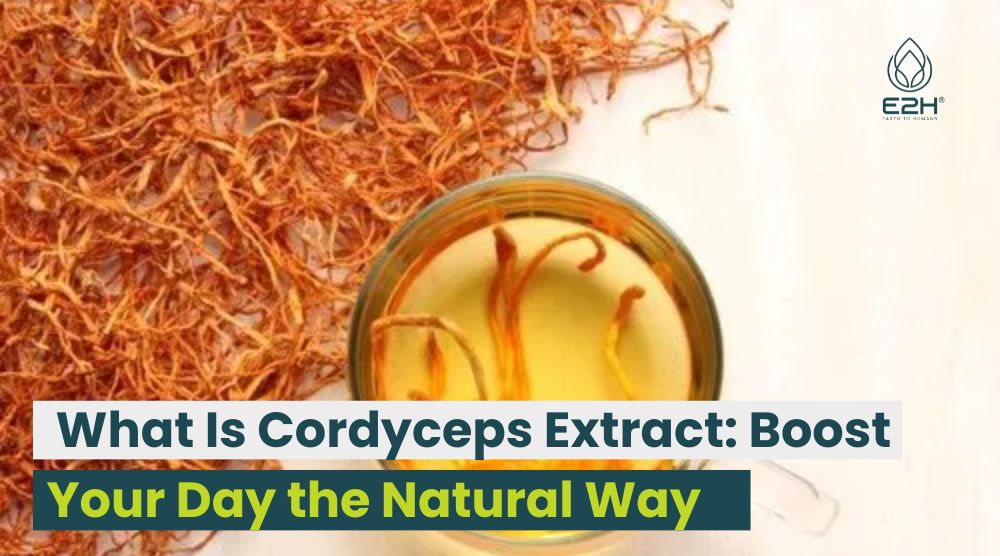What Is Cordyceps Extract: Boost Your Day the Natural Way