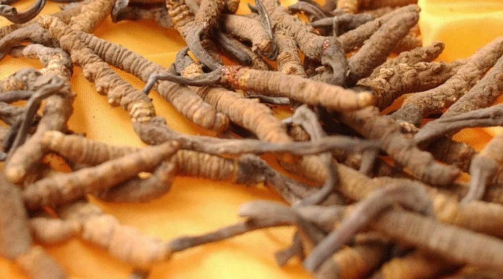 What Is Cordyceps Extract: Boost Your Day the Natural Way 1 What Is Cordyceps Extract