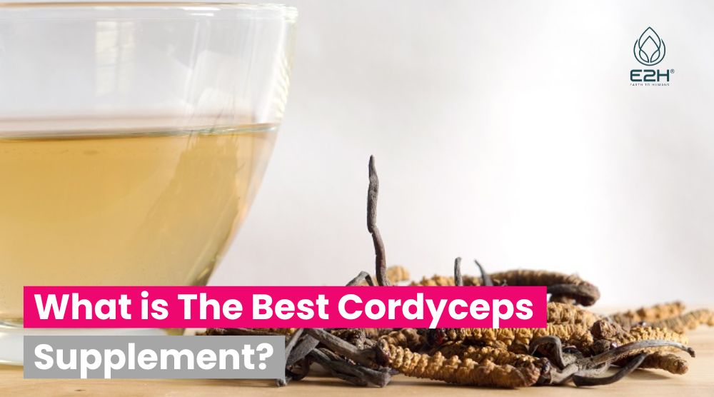 What is The Best Cordyceps Supplement?