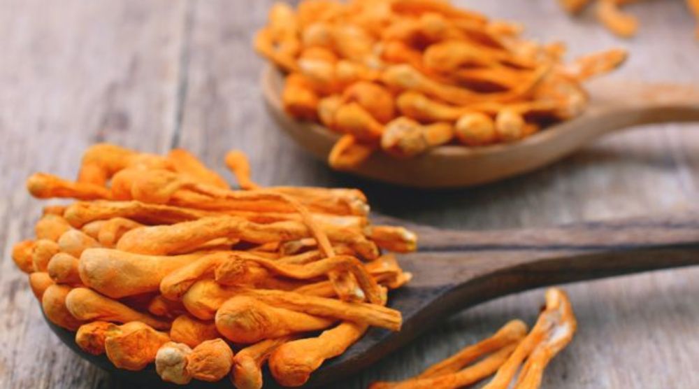 What is The Best Cordyceps Supplement? 1 What is The Best Cordyceps Supplement