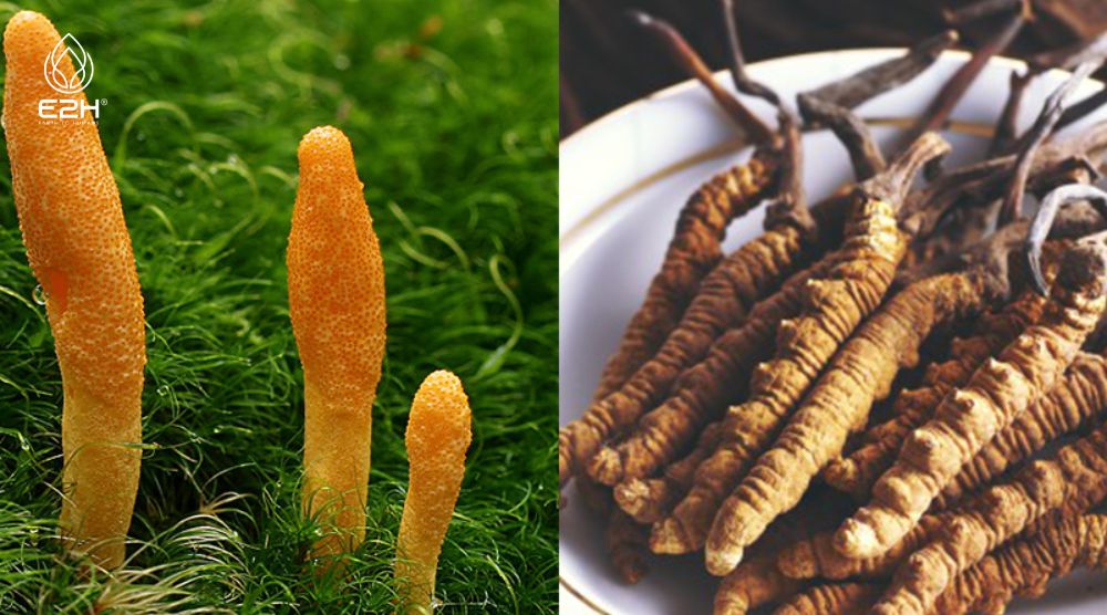 What is The Best Cordyceps Supplement? 4 What is The Best Cordyceps Supplement