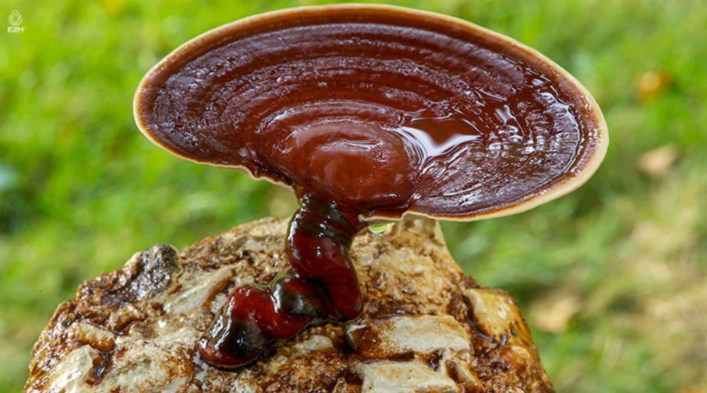 Are Reishi Mushrooms Psychedelic? 1 Are Reishi Mushrooms Psychedelic