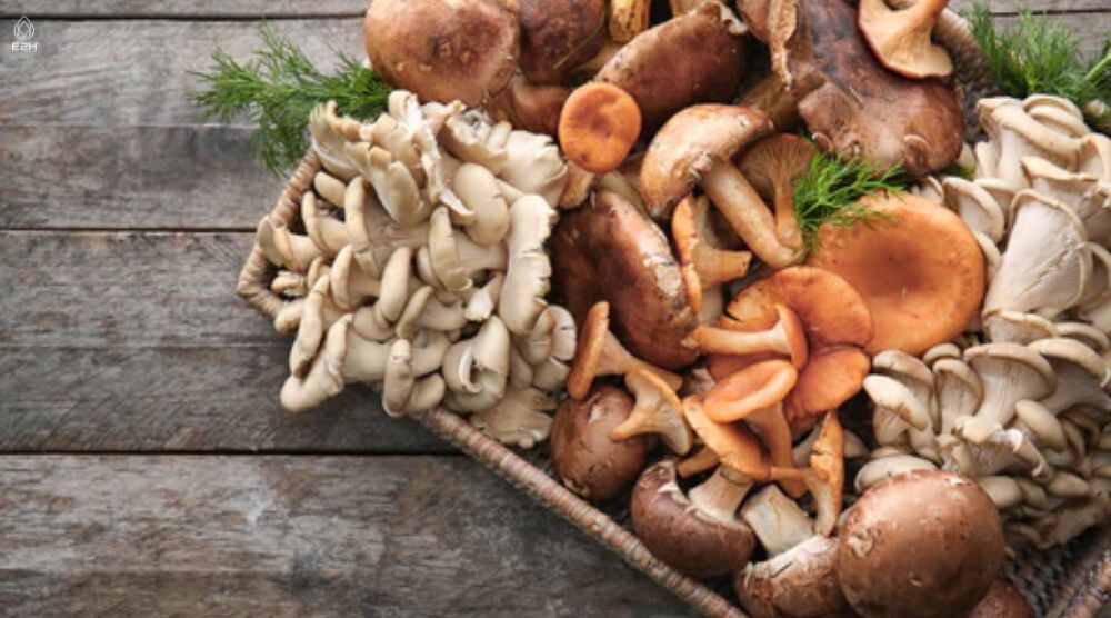 Are Reishi Mushrooms Psychedelic? 2 Are Reishi Mushrooms Psychedelic