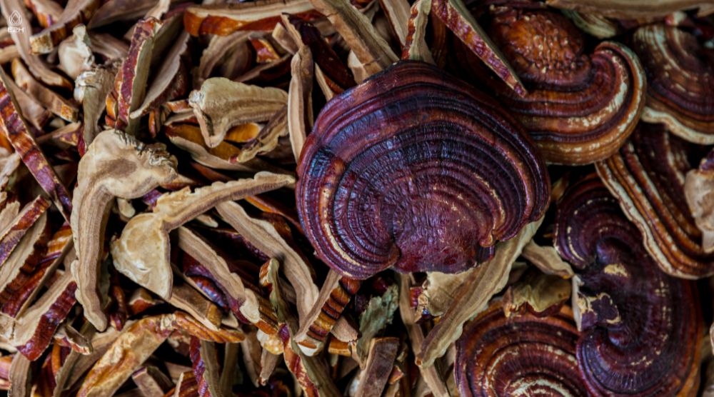 Does Reishi Make You Sleepy? 1 Does Reishi Make You Sleepy