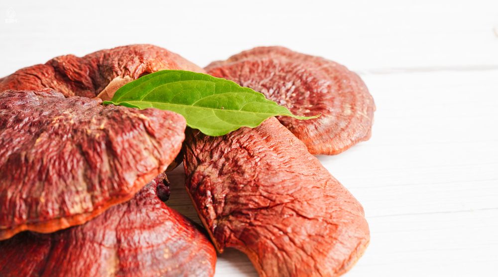 Does Reishi Make You Sleepy? 3 Does Reishi Make You Sleepy