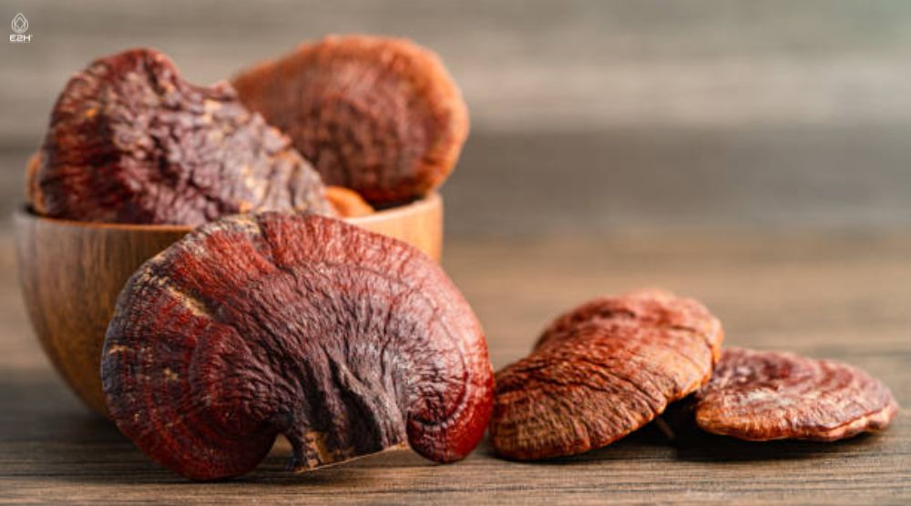 How To Cook Reishi Mushroom: Best Methods 3 How To Cook Reishi Mushroom