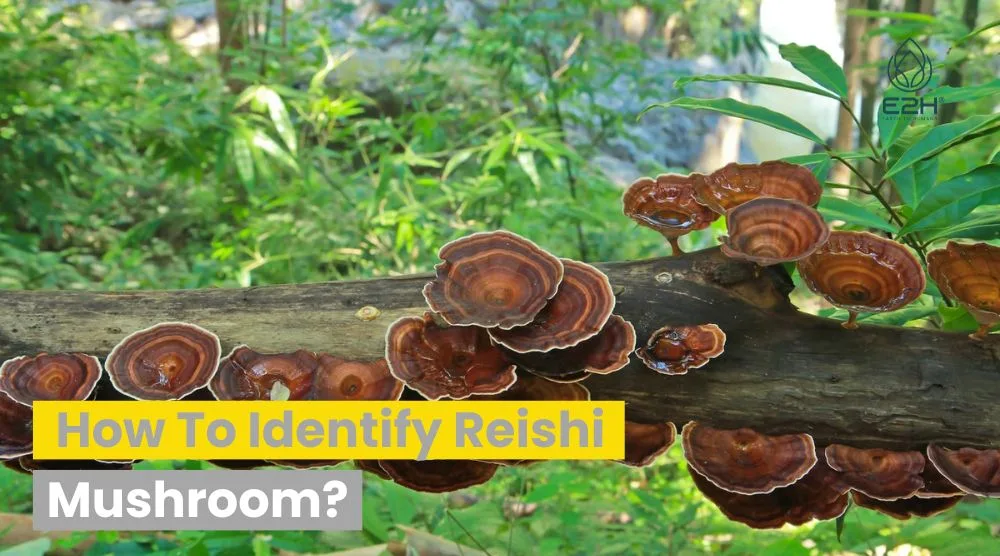 How To Identify Reishi Mushroom