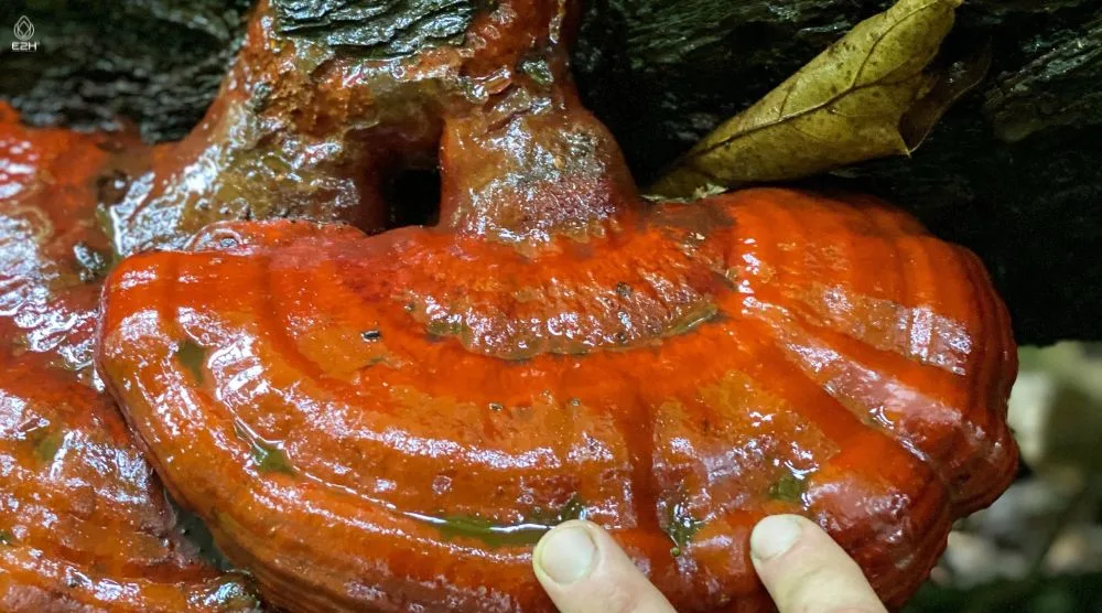 How To Identify Reishi Mushroom? 1 How To Identify Reishi Mushroom