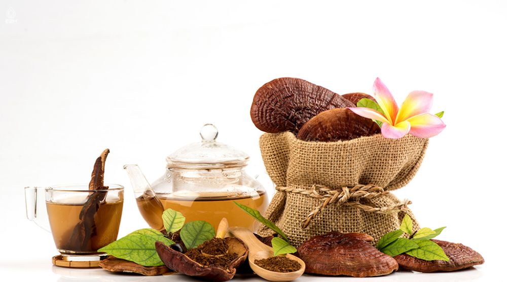 How To Make Reishi Tincture? 3 How To Make Reishi Tincture