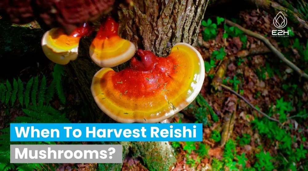When To Harvest Reishi Mushroom? 5 When To Harvest Reishi Mushroom