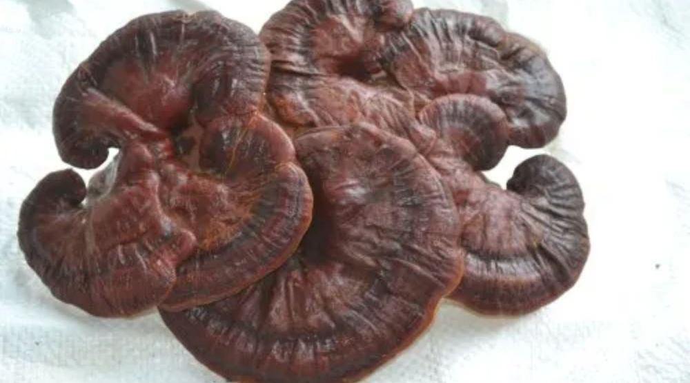 When To Take Reishi Mushrooms? 1 When To Take Reishi Mushrooms