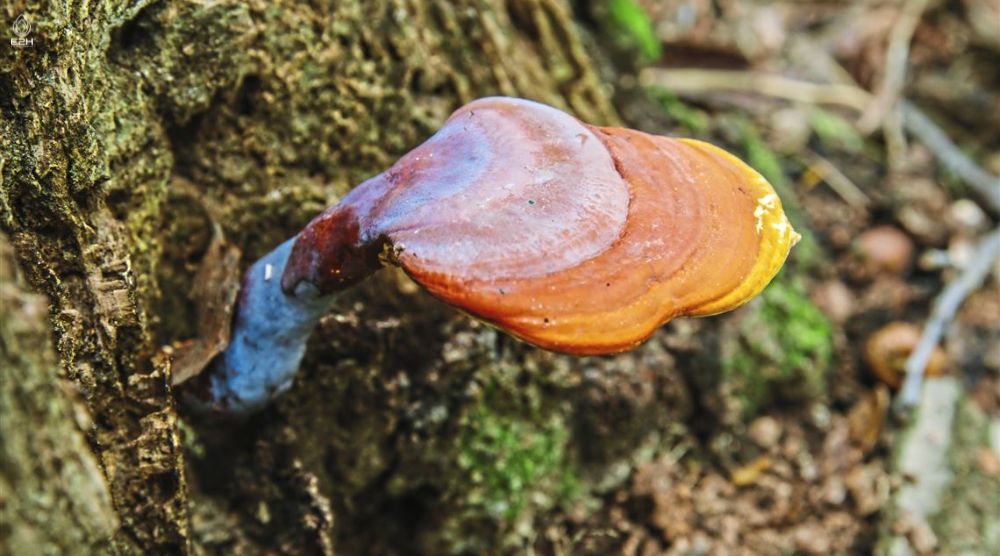 When To Take Reishi Mushrooms? 3 When To Take Reishi Mushrooms