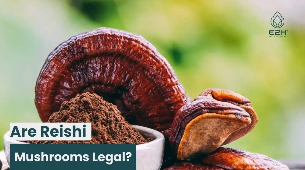 Are Reishi Mushrooms Legal? 5 Are Reishi Mushrooms Legal?