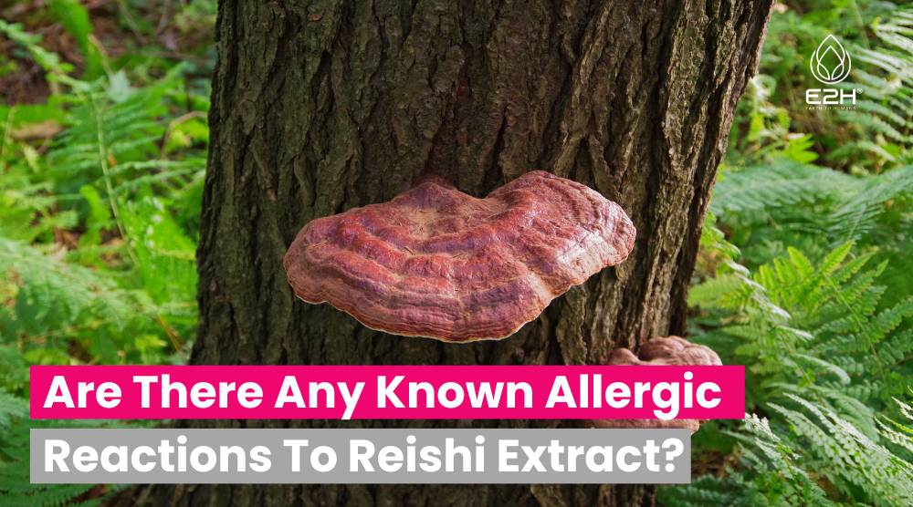 Are There Any Known Allergic Reactions To Reishi Extract?